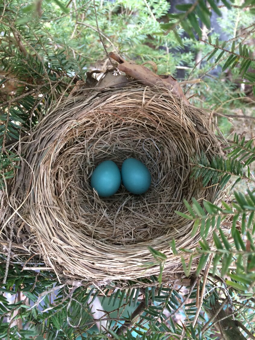 Up to five blue-green eggs are laid and will incubate between 12 and 14 days, followed by a nestling period of nearly two weeks. One to three broods might be produced annually. ..